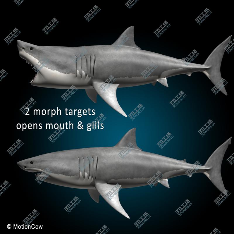 images/goods_img/20210114/Great White Shark/4.jpg